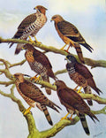 Old Antique Print Eagles Hawks & Falcons Honey Buzzard Tweedales Celebes