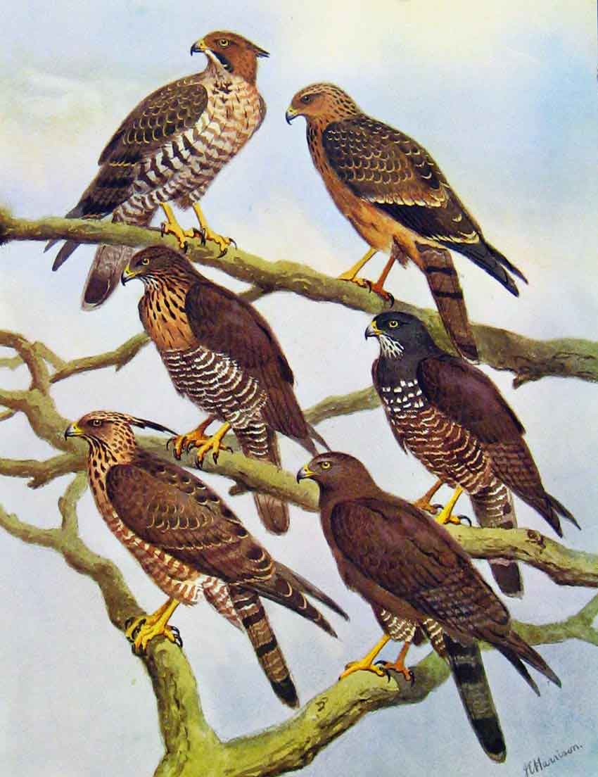Old Antique Print Eagles Hawks & Falcons Honey Buzzard Tweedales Celebes