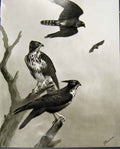Original Old Antique Print Eagles Hawks & Falcons Bat Hawk Adult Immature Plate
