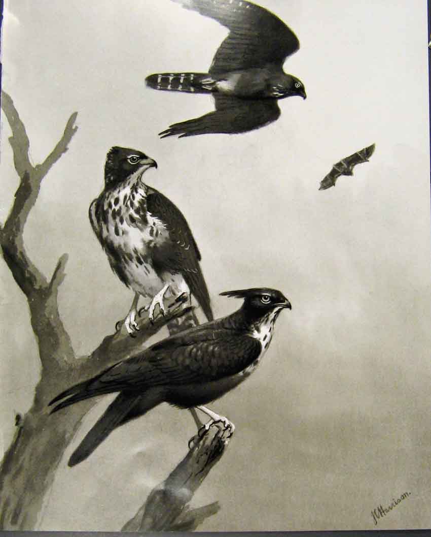 Original Old Antique Print Eagles Hawks & Falcons Bat Hawk Adult Immature Plate