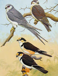 Original Old Antique Print Eagles Hawks & Falcons African Swallow Tailed Kite