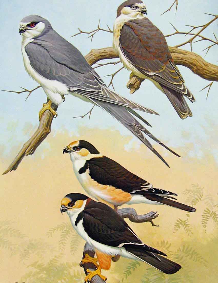 Original Old Antique Print Eagles Hawks & Falcons African Swallow Tailed Kite