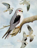 Original Old Antique Print Eagles Hawks & Falcons Black Shouldered Kite Plate