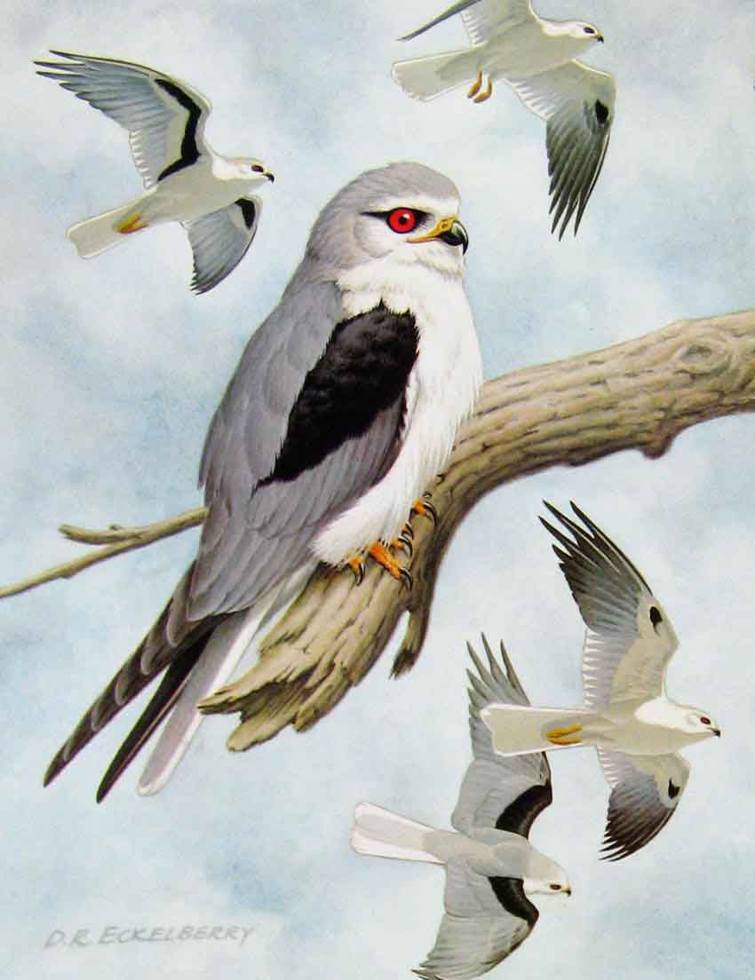 Original Old Antique Print Eagles Hawks & Falcons Black Shouldered Kite Plate