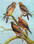 Original Old Antique Print Eagles Hawks & Falcons Square Tailed Kite Color