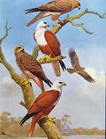 Original Old Antique Print Eagles Hawks & Falcons Brahminy Kite Whistling Eagle