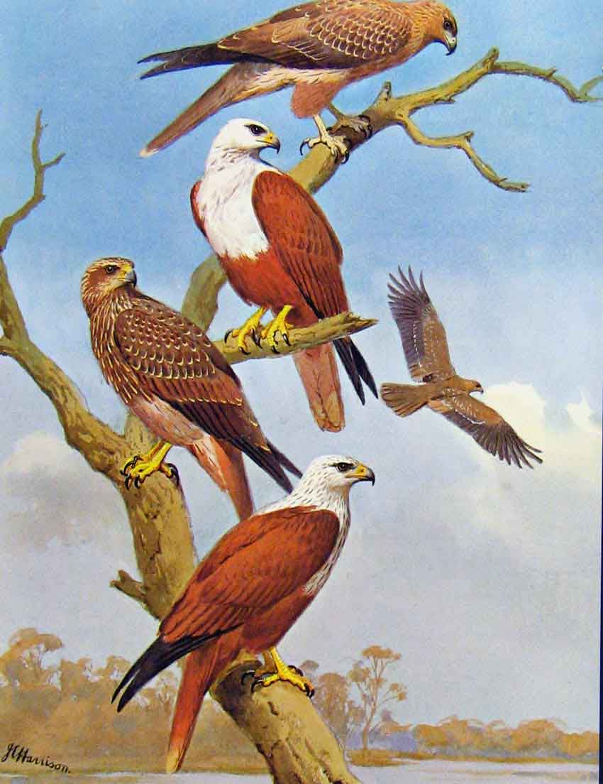 Original Old Antique Print Eagles Hawks & Falcons Brahminy Kite Whistling Eagle