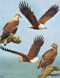 Old Antique Print Eagles Hawks & Falcons African Fish Eagle Color Plate