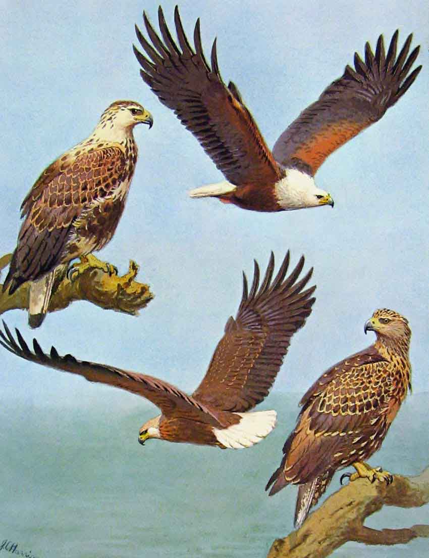 Old Antique Print Eagles Hawks & Falcons African Fish Eagle Color Plate