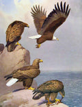 Old Antique Print Eagles Hawks & Falcons Bald American Eagle Color Plate