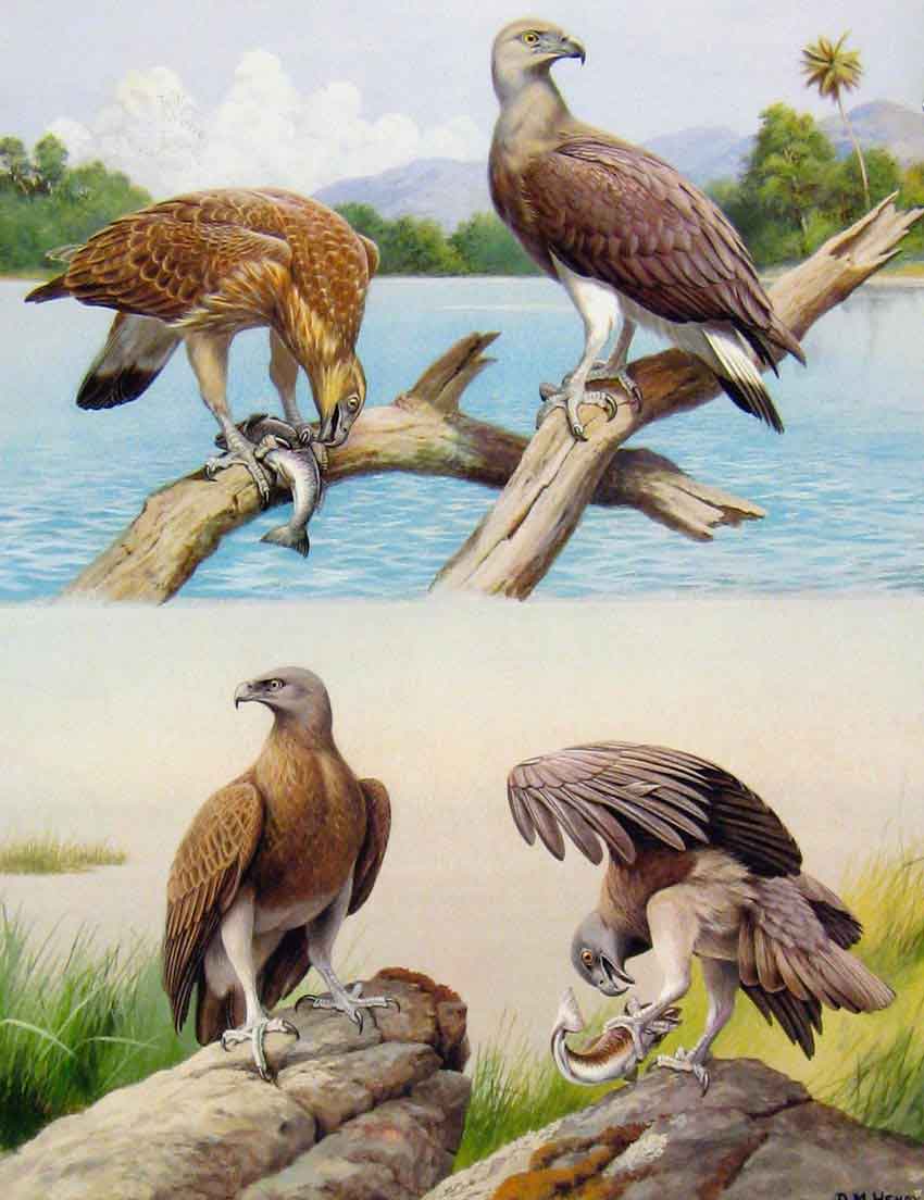 Old Antique Print Eagles Hawks & Falcons Grey Headed Fishing Eagle Plate