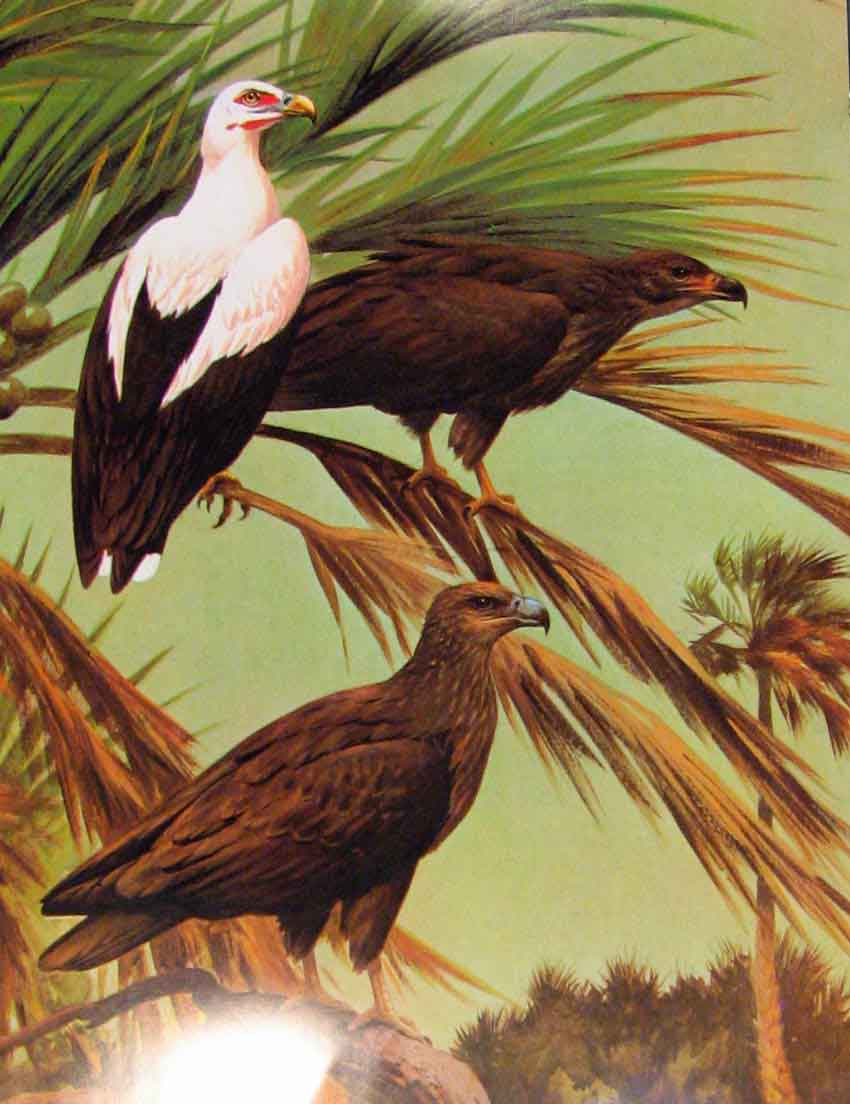 Original Old Antique Print Eagles Hawks & Falcons Egyptian Vulture Color Plate