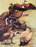 Original Old Antique Print Eagles Hawks & Falcons African White Backed Vulture