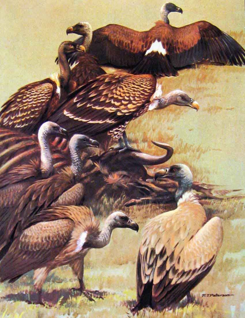 Original Old Antique Print Eagles Hawks & Falcons African White Backed Vulture