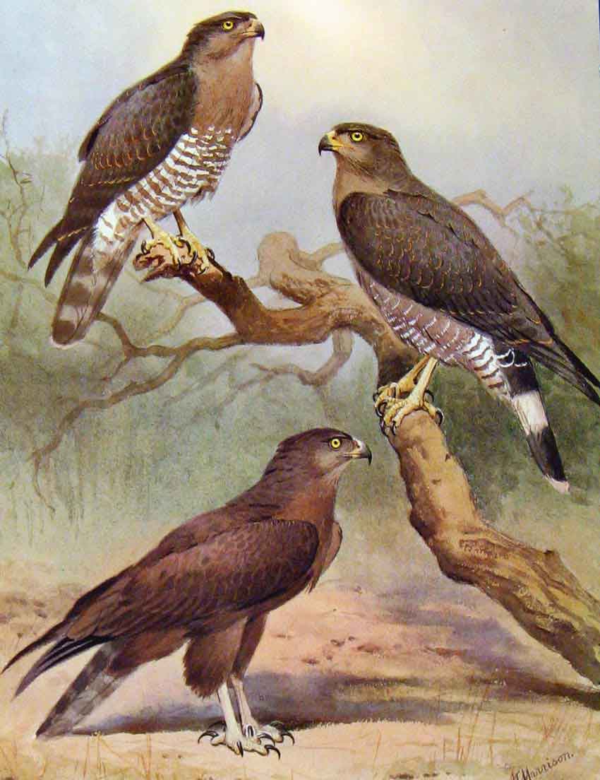 Original Old Antique Print Eagles Hawks & Falcons Brown Harrier Snake Eagle