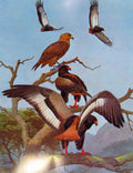 Old Antique Print Eagles Hawks & Falcons Bateleur Female In Flight Plate