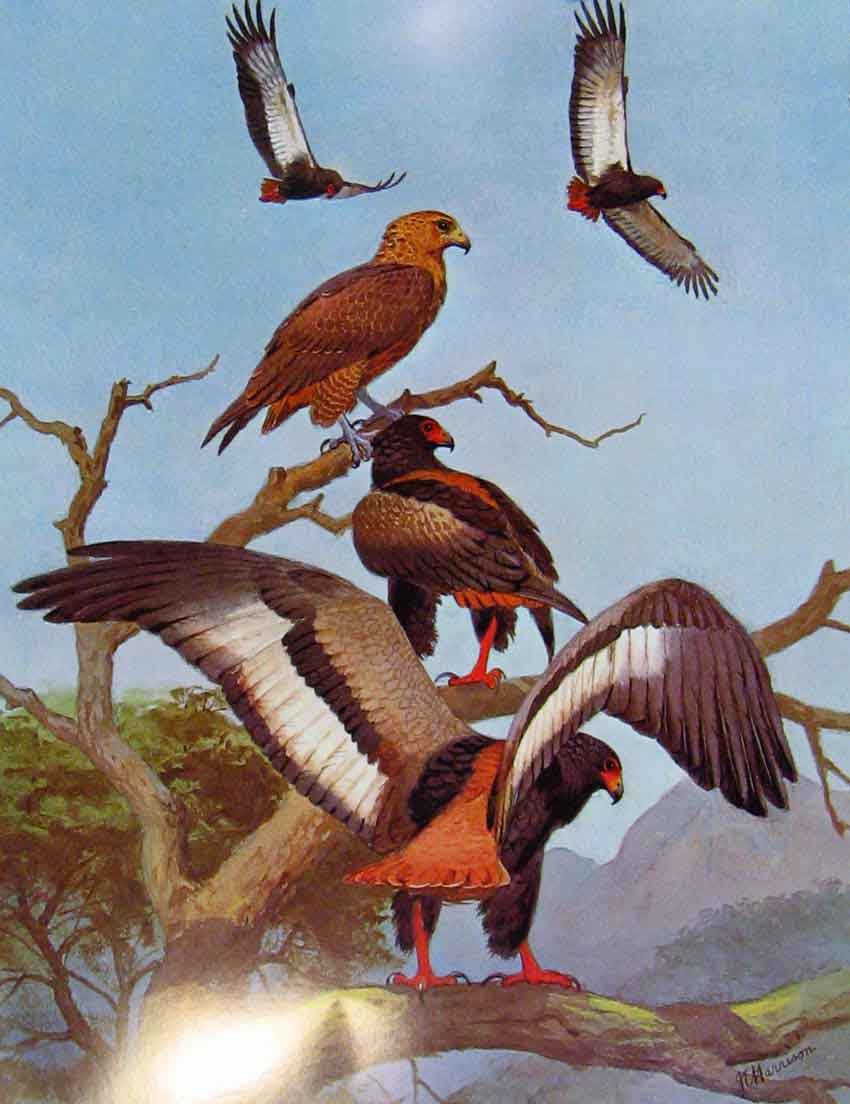 Old Antique Print Eagles Hawks & Falcons Bateleur Female In Flight Plate