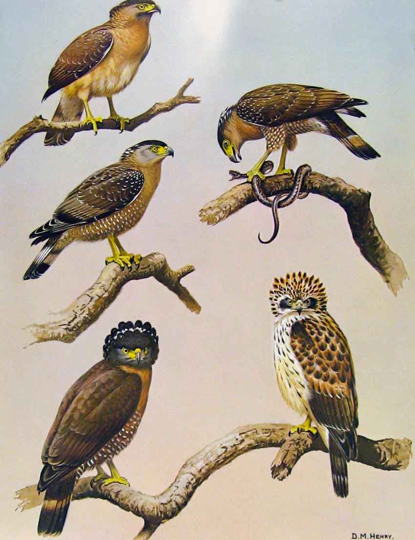Original Old Antique Print Eagles Hawks & Falcons Celebes Serpent Eagle