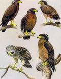 Original Old Antique Print Eagles Hawks & Falcons Crested Serpent Eagle Plate