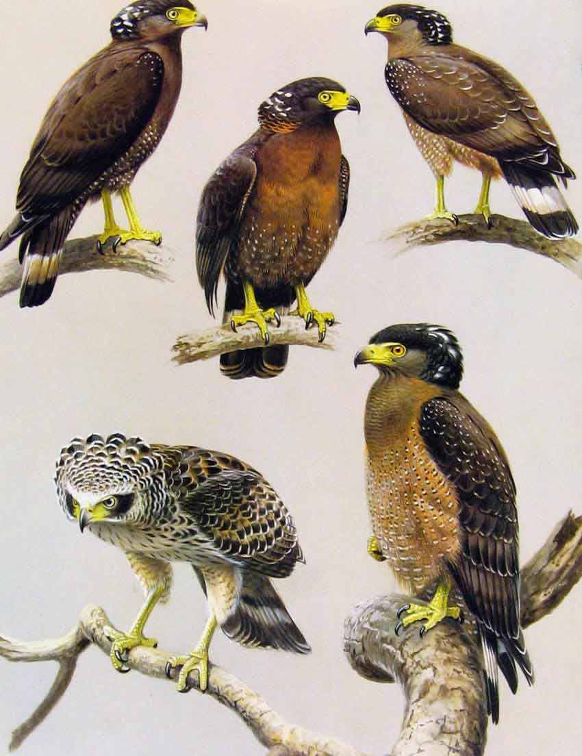 Original Old Antique Print Eagles Hawks & Falcons Crested Serpent Eagle Plate