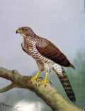 Old Antique Print Eagles Hawks & Falcons Madagascar Serpent Eagle Plate