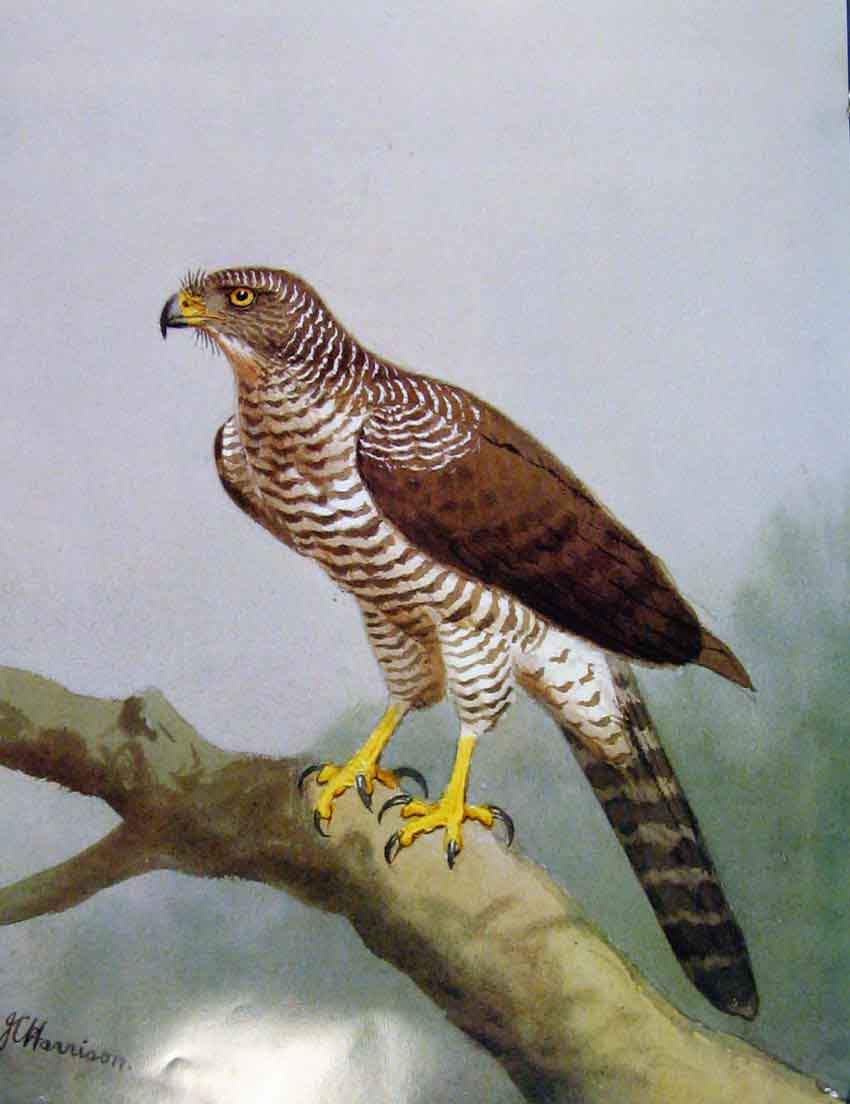Old Antique Print Eagles Hawks & Falcons Madagascar Serpent Eagle Plate