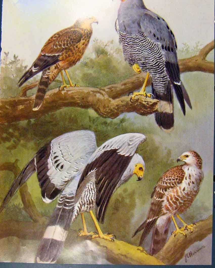 Original Old Antique Print Eagles Hawks & Falcons African Harrier Hawk Plate