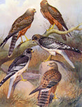 Original Old Antique Print Eagles Hawks & Falcons Spotted Harrier Swamp Hawk