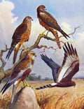 Old Antique Print Eagles Hawks & Falcons Marsh Harrier Black Harrier Bird