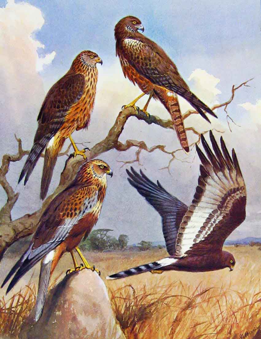 Old Antique Print Eagles Hawks & Falcons Marsh Harrier Black Harrier Bird