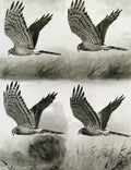 Original Old Antique Print Eagles Hawks & Falcons Hen Harrier Marsh Hawk Plate