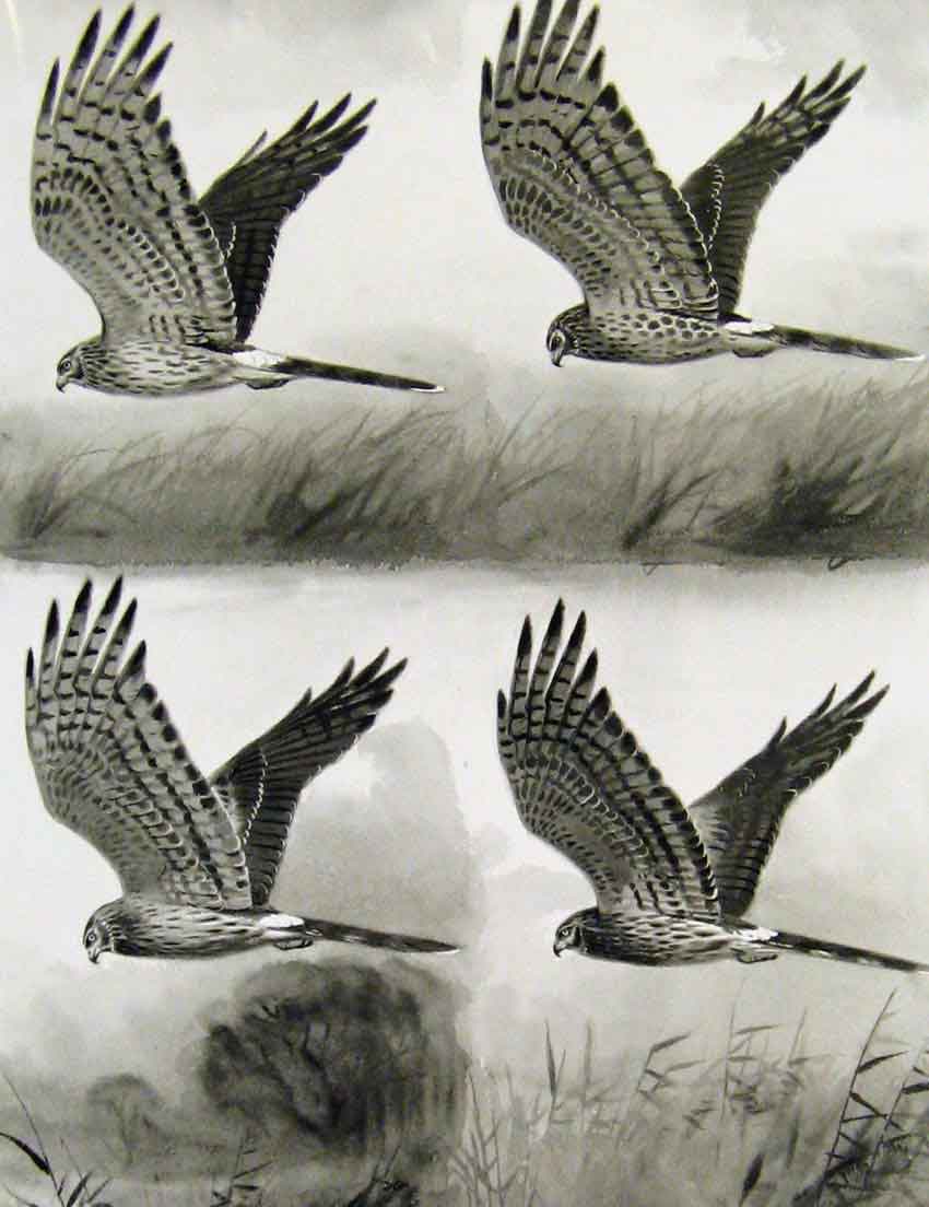 Original Old Antique Print Eagles Hawks & Falcons Hen Harrier Marsh Hawk Plate