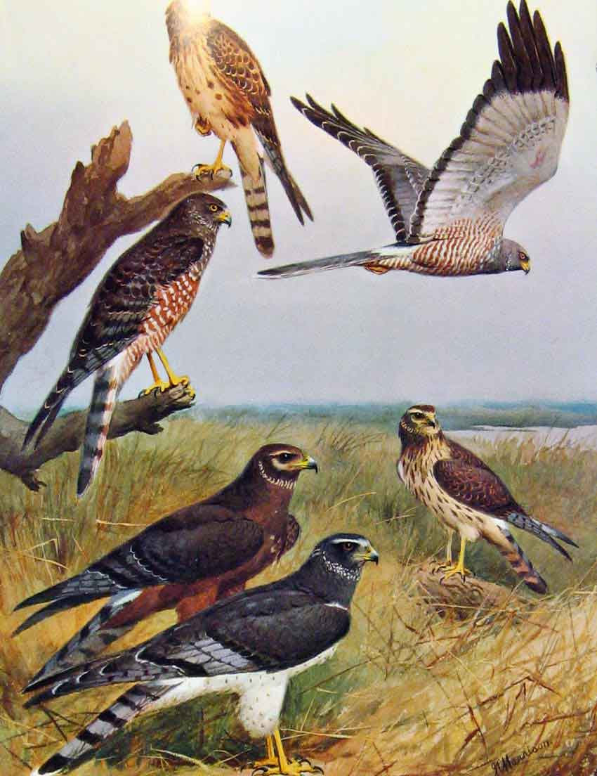 Original Old Antique Print Eagles Hawks & Falcons Cinereous Harrier Color Plate