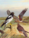 Old Antique Print Eagles Hawks & Falcons Pied Harrier Birds C1898 Plate 19th