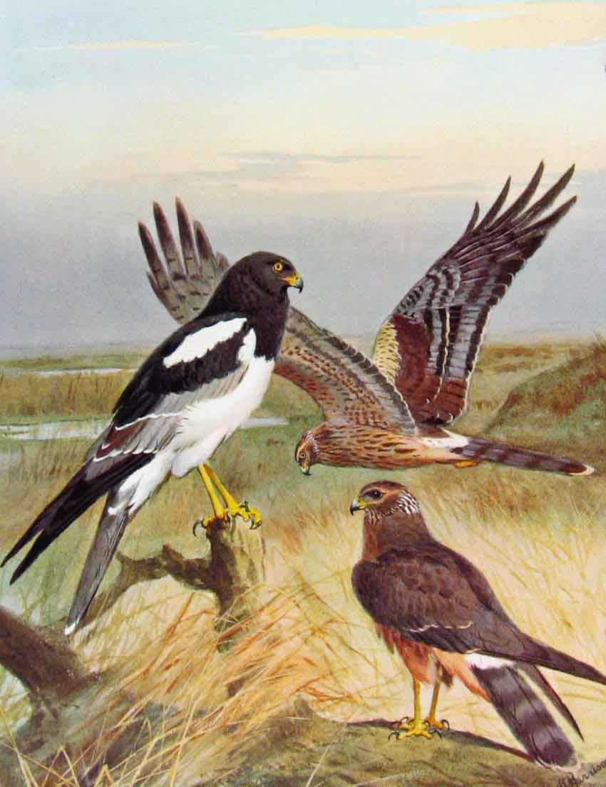 Old Antique Print Eagles Hawks & Falcons Pied Harrier Birds C1898 Plate 19th