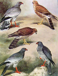 Original Old Antique Print Eagles Hawks & Falcons Dark Chanting Goshawk Plate