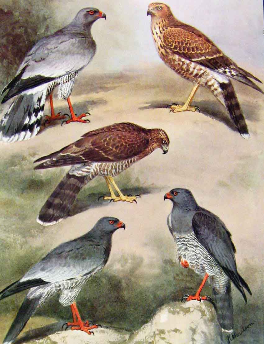 Original Old Antique Print Eagles Hawks & Falcons Dark Chanting Goshawk Plate