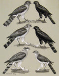 Original Old Antique Print Eagles Hawks & Falcons Gabar Goshwak Color Plate