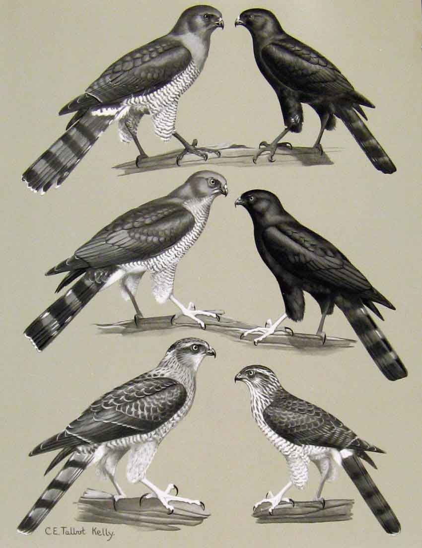 Original Old Antique Print Eagles Hawks & Falcons Gabar Goshwak Color Plate