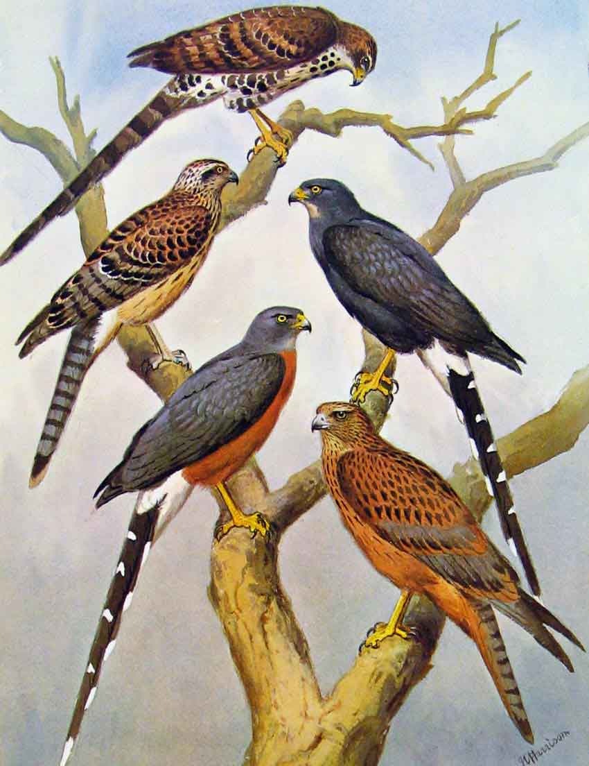 Old Antique Print Eagles Hawks & Falcons Dorias Goshawk Color Plate Art