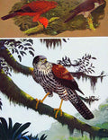 Original Old Antique Print Eagles Hawks & Falcons Burgers Sparrow Hawk Plate