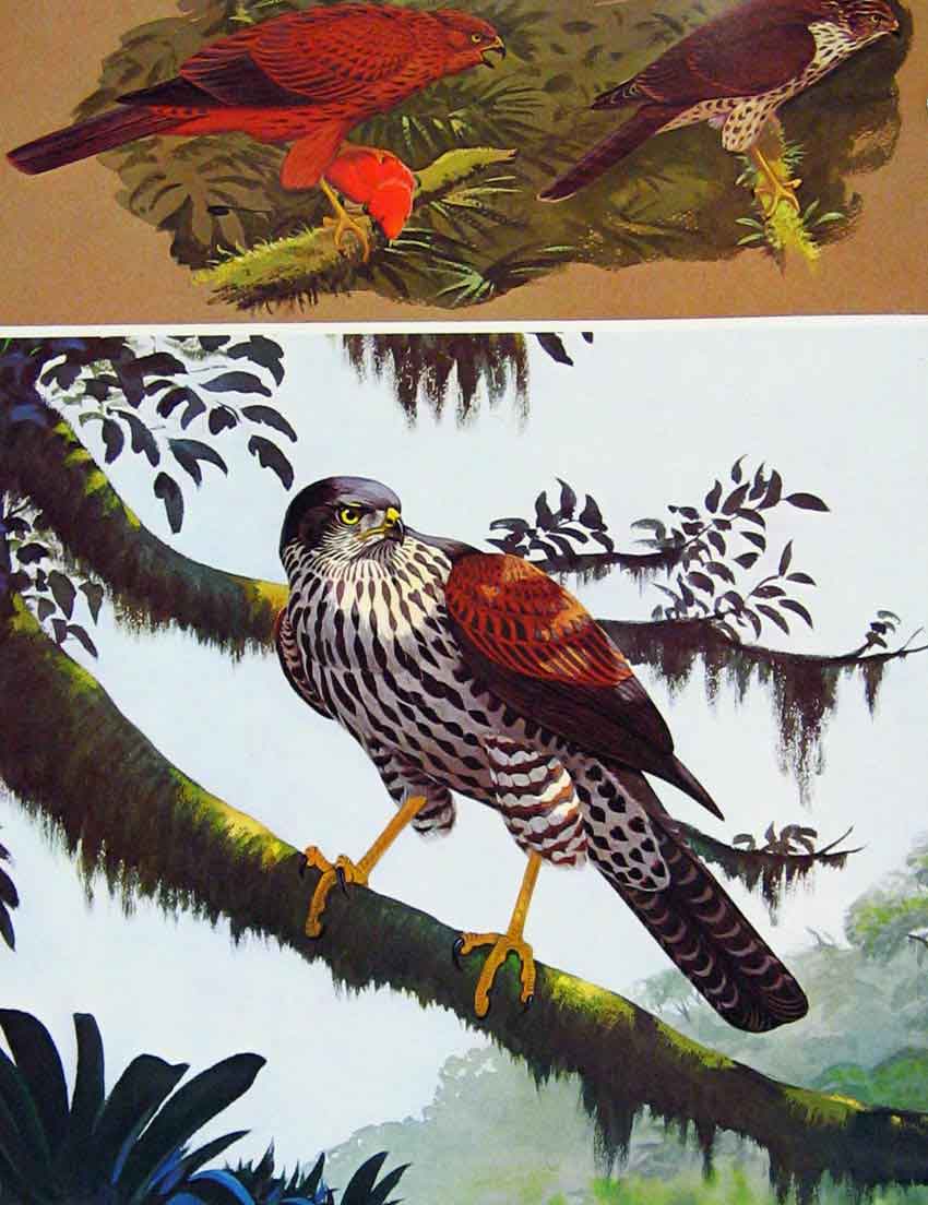 Original Old Antique Print Eagles Hawks & Falcons Burgers Sparrow Hawk Plate
