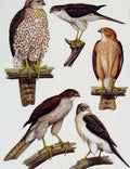 Original Old Antique Print Eagles Hawks & Falcons Madagascar Sparrow Hawk Plate