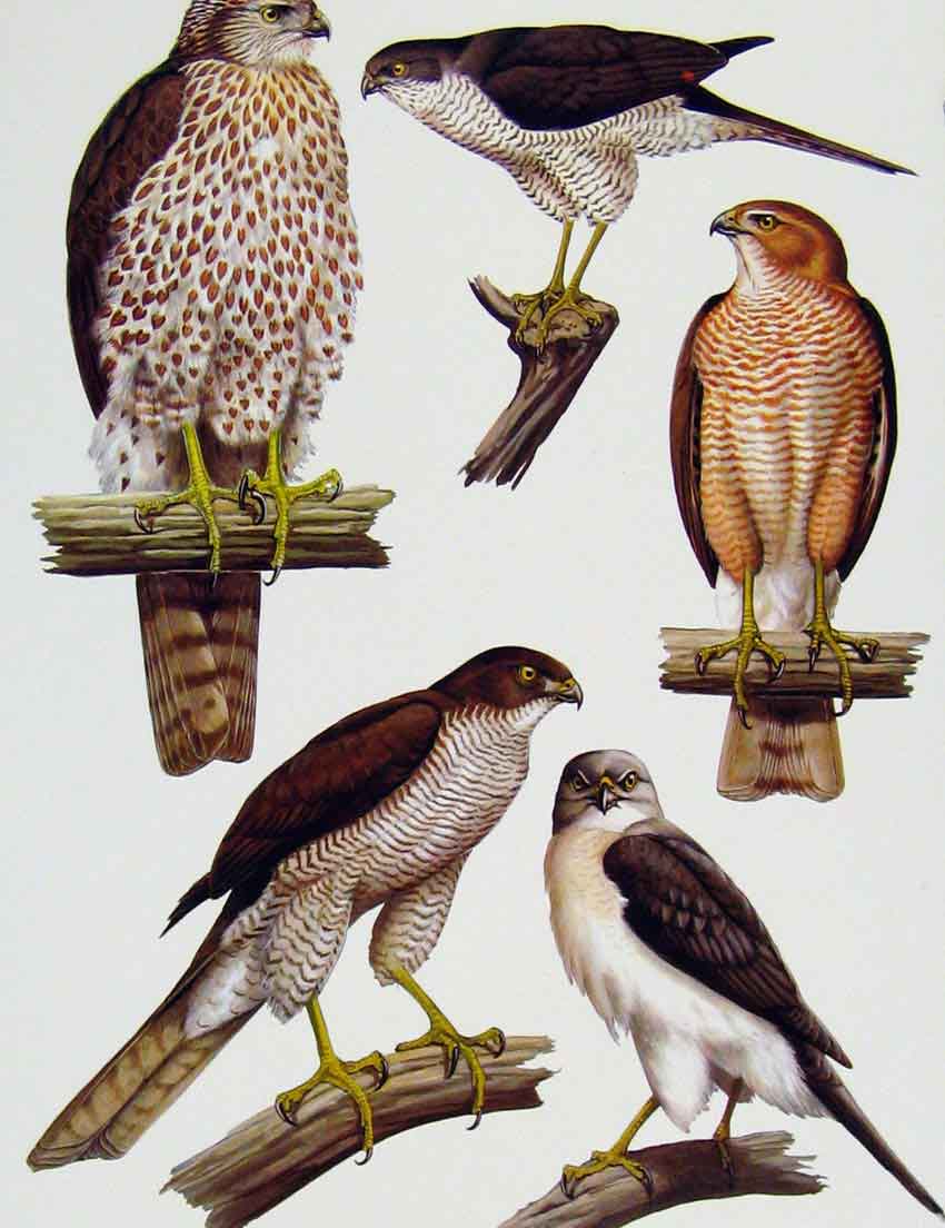 Original Old Antique Print Eagles Hawks & Falcons Madagascar Sparrow Hawk Plate