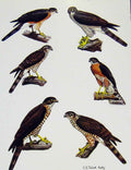 Original Old Antique Print Eagles Hawks & Falcons Japanese Lesser Sparrow Hawk