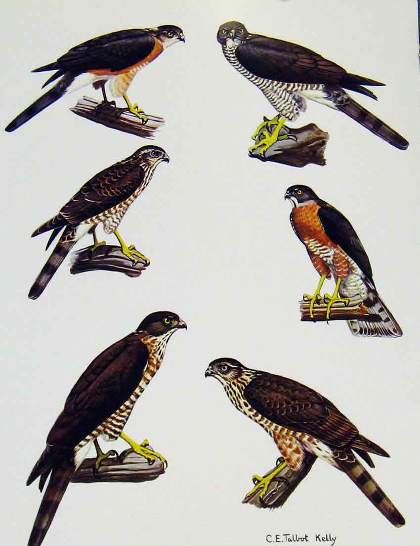 Original Old Antique Print Eagles Hawks & Falcons Japanese Lesser Sparrow Hawk