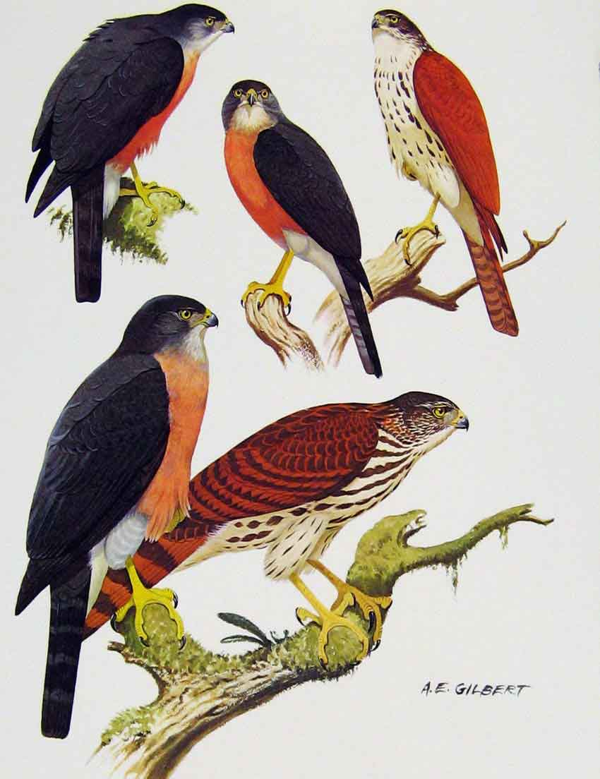 Original Old Antique Print Eagles Hawks & Falcons Vinous Breasted Sparrow Hawk