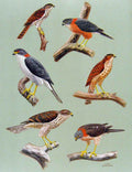 Original Old Antique Print Eagles Hawks & Falcons Moluccan Sparrow Hawk Plate