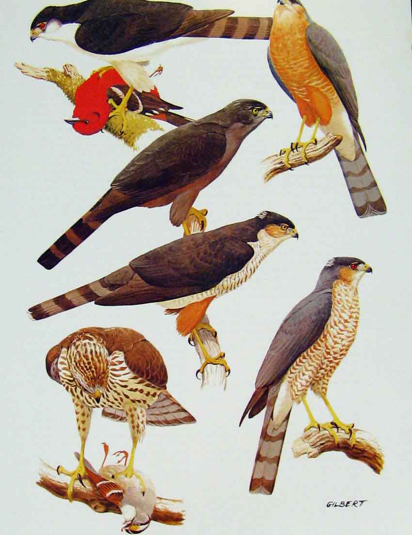 Old Antique Print Eagles Hawks & Falcons Sharp Shinned Hawk Color Plate