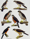 Old Antique Print Eagles Hawks & Falcons African Little Sparrow Bird Art